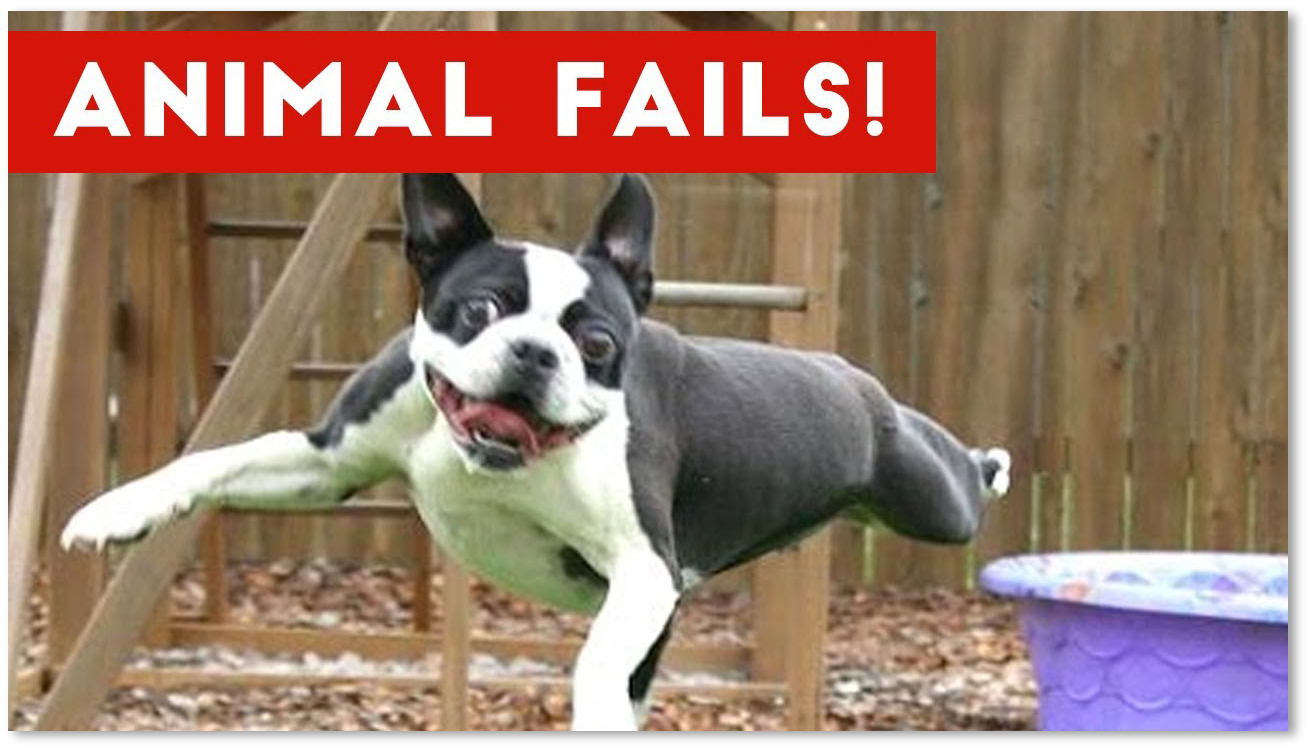 The funniest Animal fails