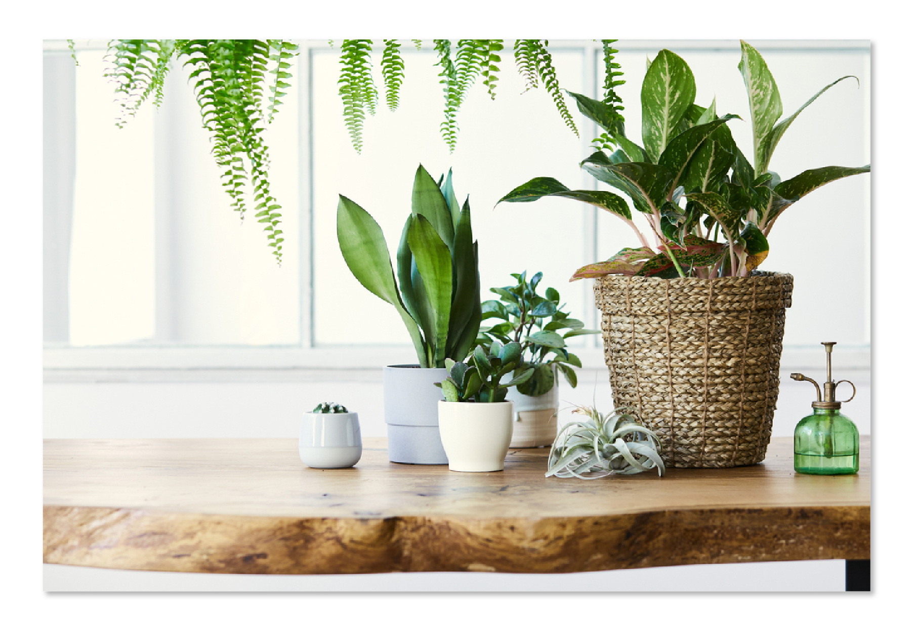 plant